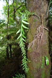 Tmesipteris elongata: aerial stem growing from a tree fern trunk, bearing narrowly-ovate sterile leaves tapering to a short mucro, and sporophylls in the distal half. The frond at bottom right is T. lanceolata. 
 Image: L.R. Perrie © Leon Perrie 2013 CC BY-NC 3.0 NZ